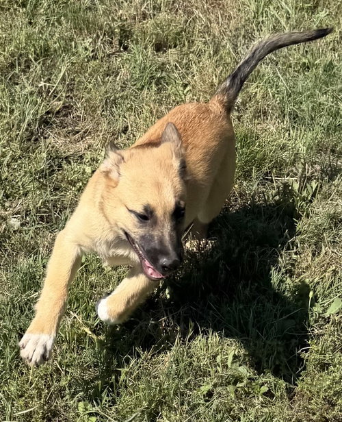 GARBO, an adoptable German Shepherd Dog in Sebec, ME
