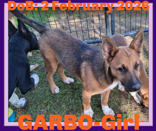 GARBO, an adoptable German Shepherd Dog in Sebec, ME