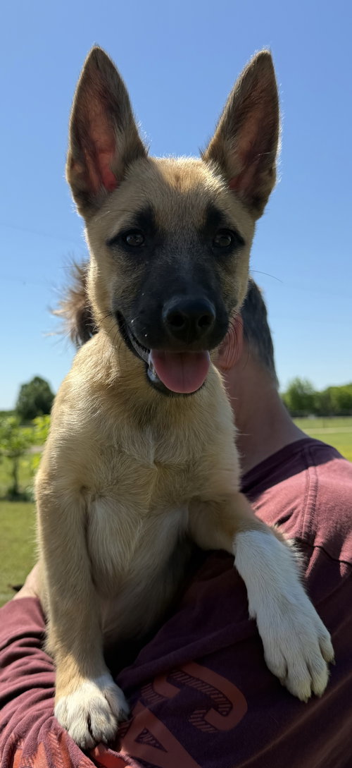 HARLOW, an adoptable German Shepherd Dog in Sebec, ME