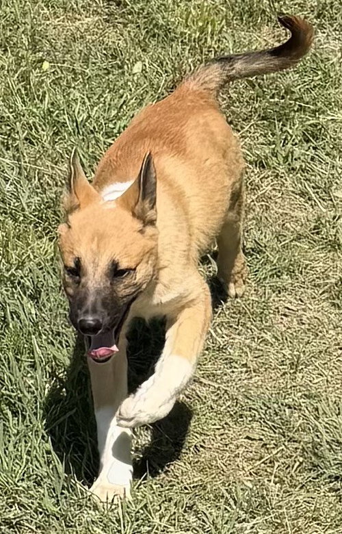 SCARLETT, an adoptable German Shepherd Dog in Sebec, ME