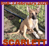 SCARLETT
