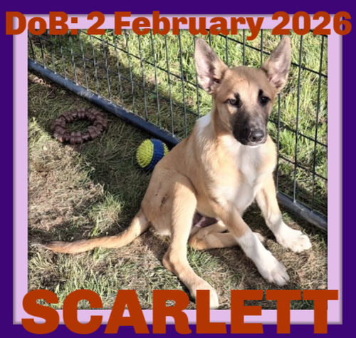 SCARLETT, an adoptable German Shepherd Dog in Sebec, ME