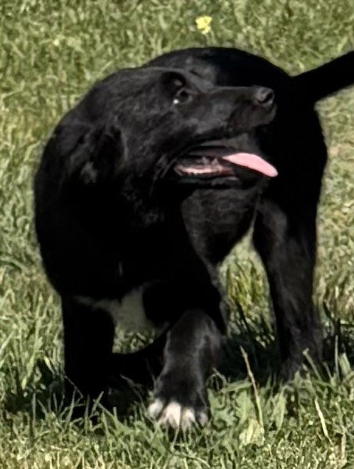 CHAPLIN, an adoptable German Shepherd Dog in Sebec, ME
