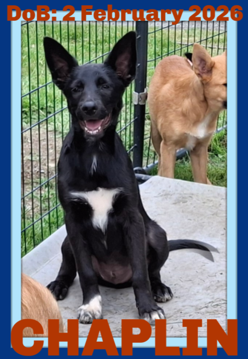 CHAPLIN, an adoptable German Shepherd Dog in Sebec, ME