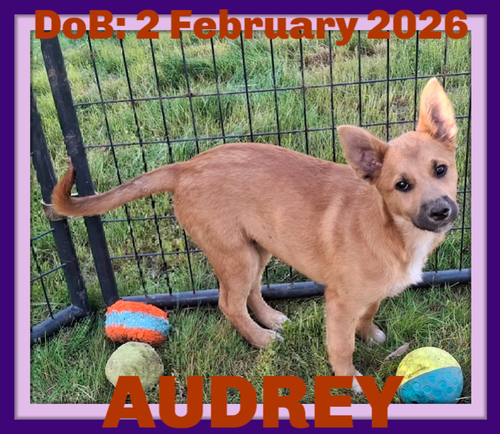 AUDREY, an adoptable German Shepherd Dog in Sebec, ME