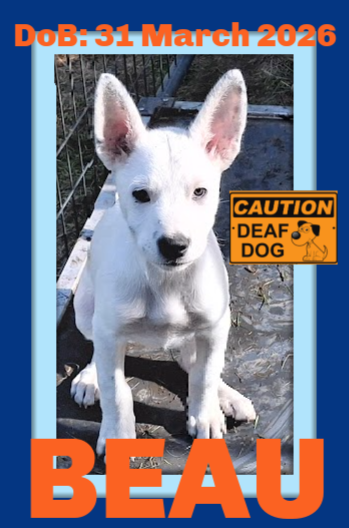 BEAU, an adoptable Border Collie in Sebec, ME
