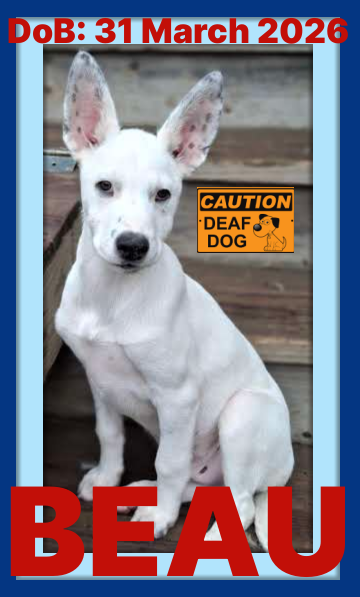 BEAU - Deaf Puppy