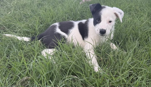 DIXIE, an adoptable Border Collie in Sebec, ME