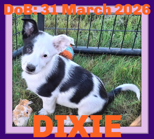 DIXIE, an adoptable Border Collie in Sebec, ME