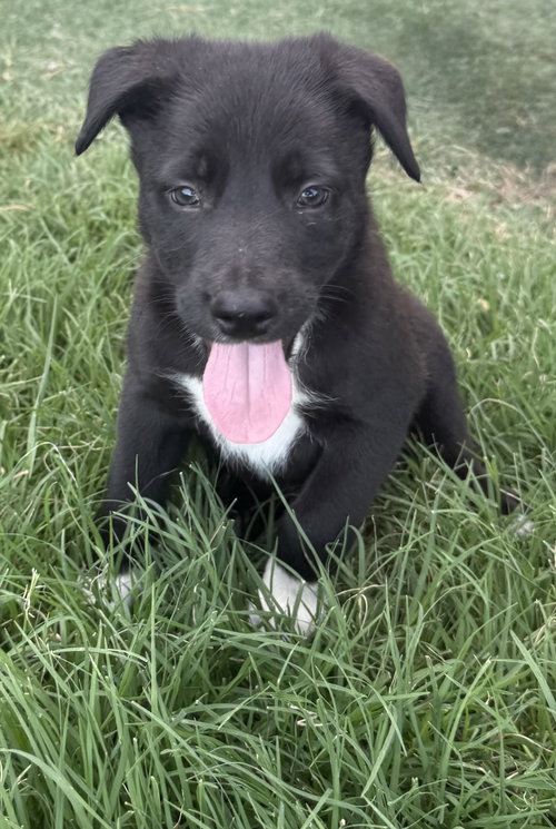JASPER, an adoptable Border Collie in Sebec, ME