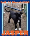 JASPER