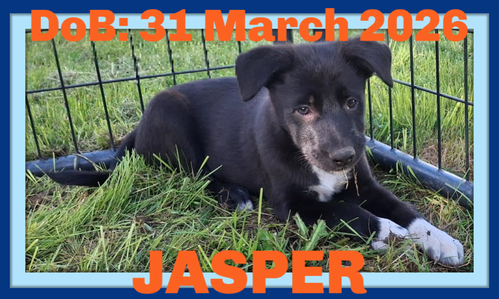 JASPER, an adoptable Border Collie in Sebec, ME
