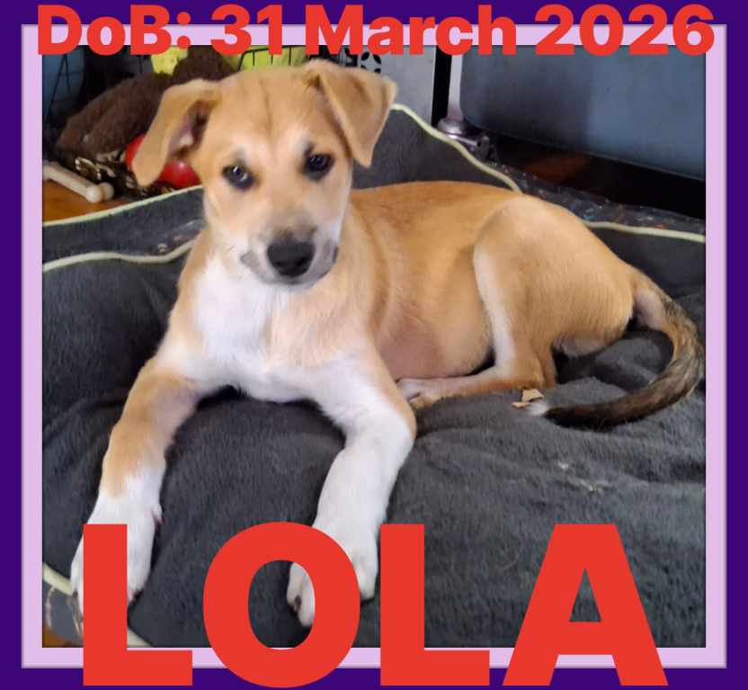 LOLA