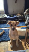LOLA