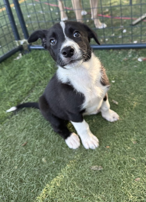 MAGNOLIA, an adoptable Border Collie in Sebec, ME