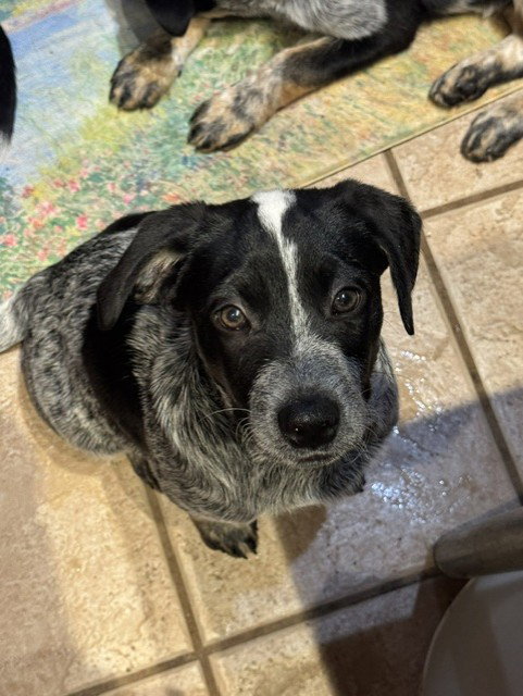 SNOOP - Beau, an adoptable Australian Cattle Dog in Sebec, ME