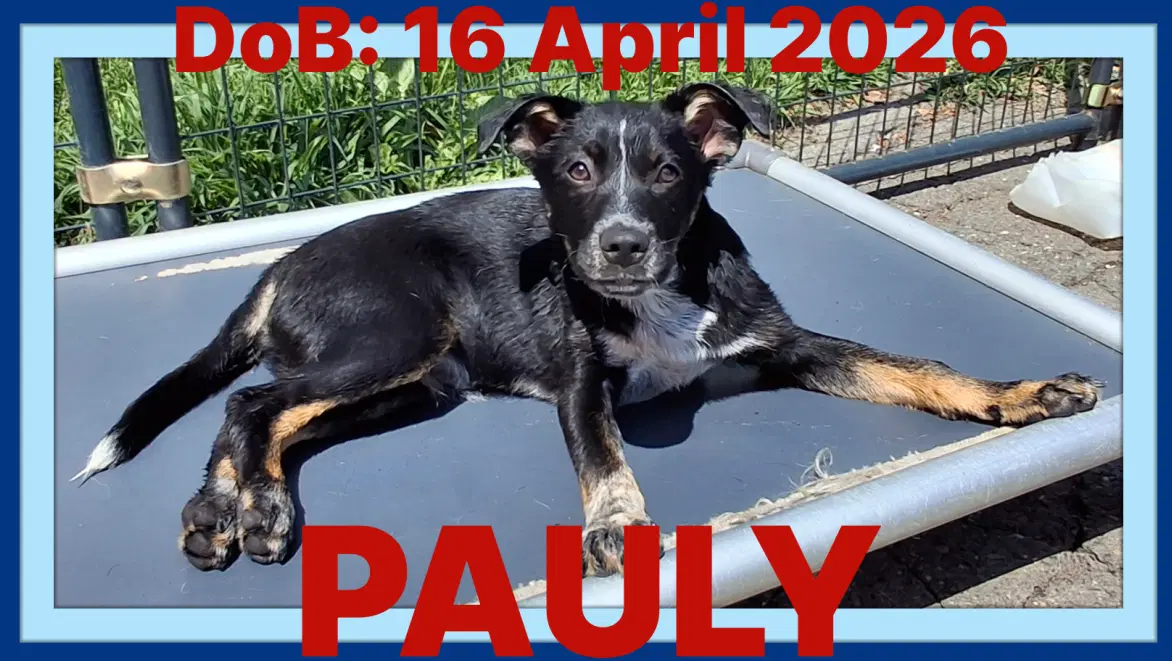 Pauly - Hunter - Australian Cattle Dog/Blue Heeler