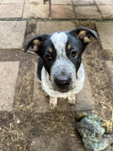 GUS - Ronin, an adoptable Australian Cattle Dog in Sebec, ME