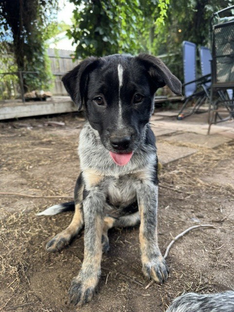 SAVANNAH - Isabelle, an adoptable Australian Cattle Dog in Sebec, ME