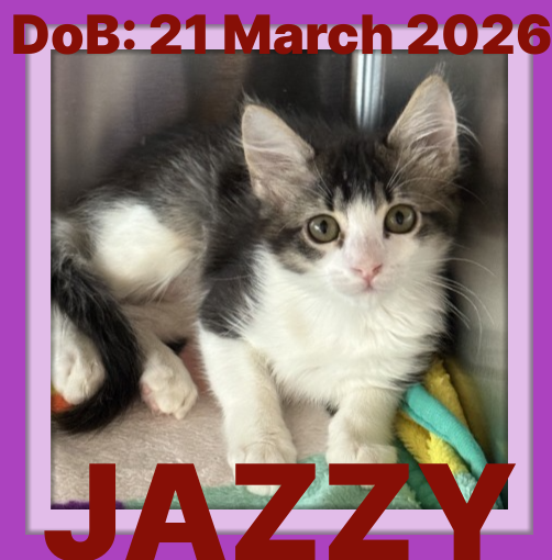 JAZZY