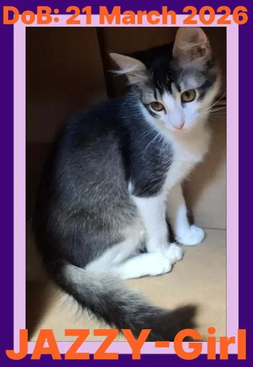 Jazzy - Domestic Medium Hair