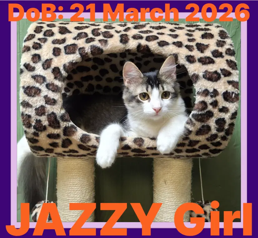 Jazzy image 2