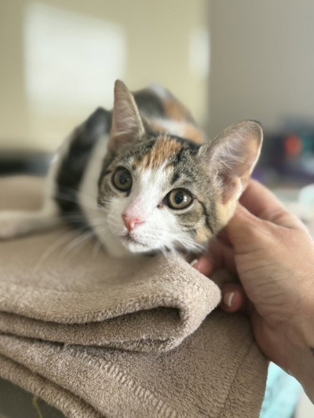 CALLIE