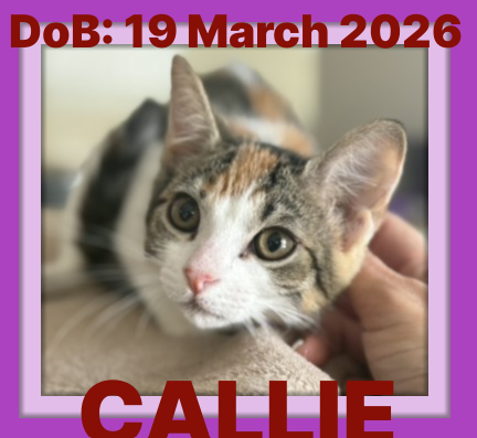 CALLIE