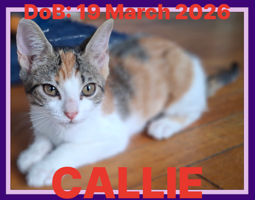 Callie