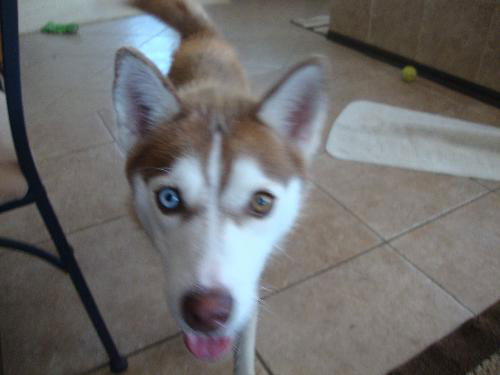 LOLA