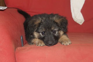 LILY