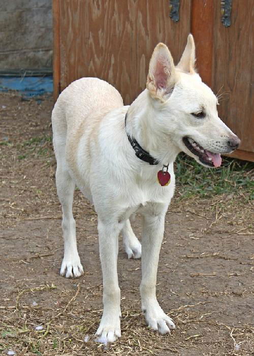 BILLIE - (female)