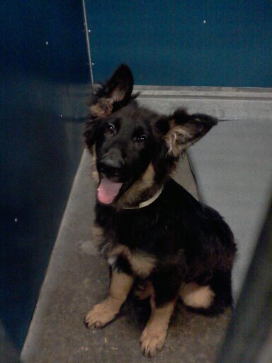 LITTLE BEAR - $300
