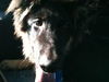 LITTLE BEAR - $300