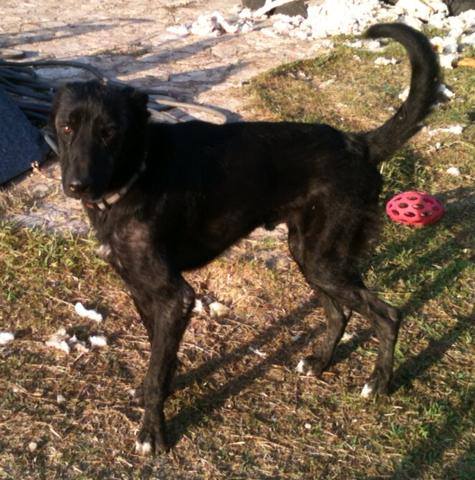 SPARTACUS