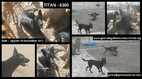 TITAN - $300