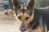 WILLOW - $300