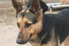 WILLOW - $300
