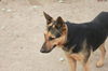 WILLOW - $300