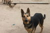 WILLOW - $300