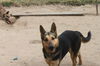 WILLOW - $300