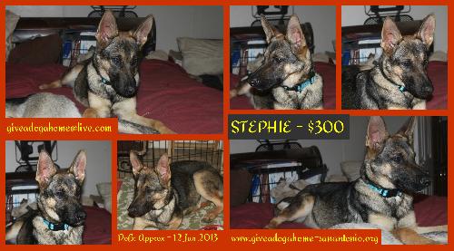 STEPHIE - $300