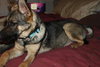 STEPHIE - $300