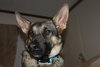 STEPHIE - $300