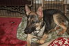 STEPHIE - $300