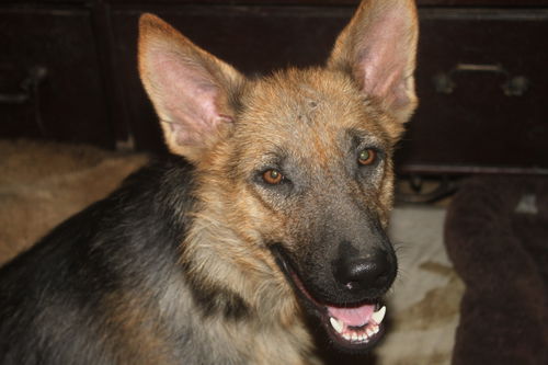 LEYLA