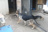 STASHA