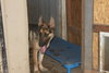 STASHA