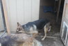 STASHA