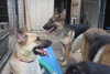 STASHA
